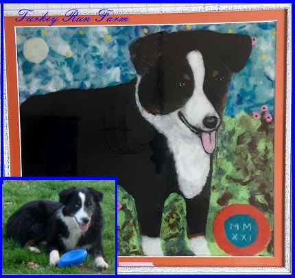 Photo of K9 Athlete Aussie